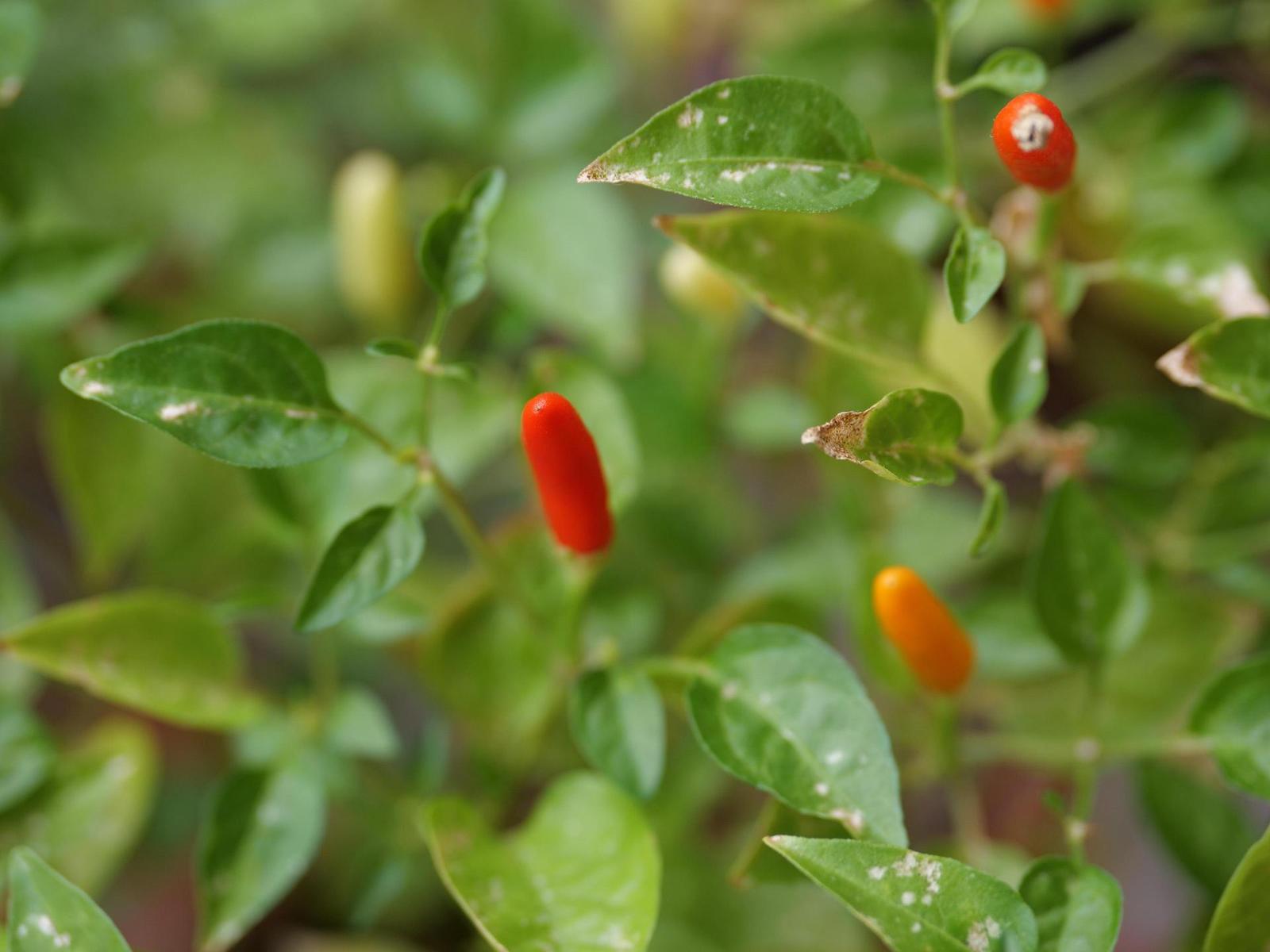 Panasonic Leica DG Vario-Summilux 25-50mm F1.7 ASPH.