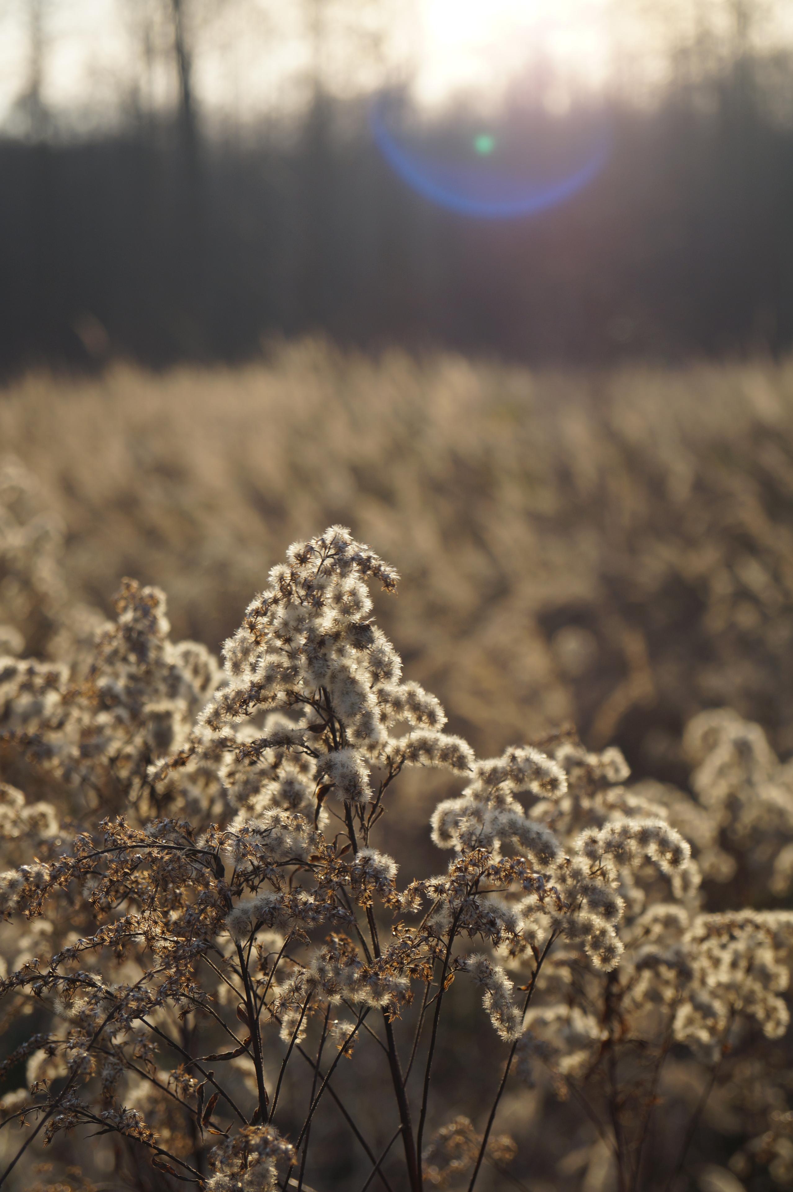 Sony DT 18-55mm 3.5-5.6 SAM II (SAL-1855-2)