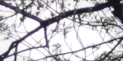 Olympus Stylus XZ-2: jednoduše skvělý