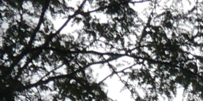 Panasonic Leica DG Summilux 25mm/F1.4 ASPH.