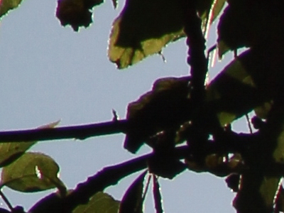 Canon EOS 550D: třídní premiant