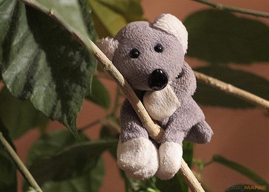 Fotíme s Koalou: Rozlišení a megapixely!