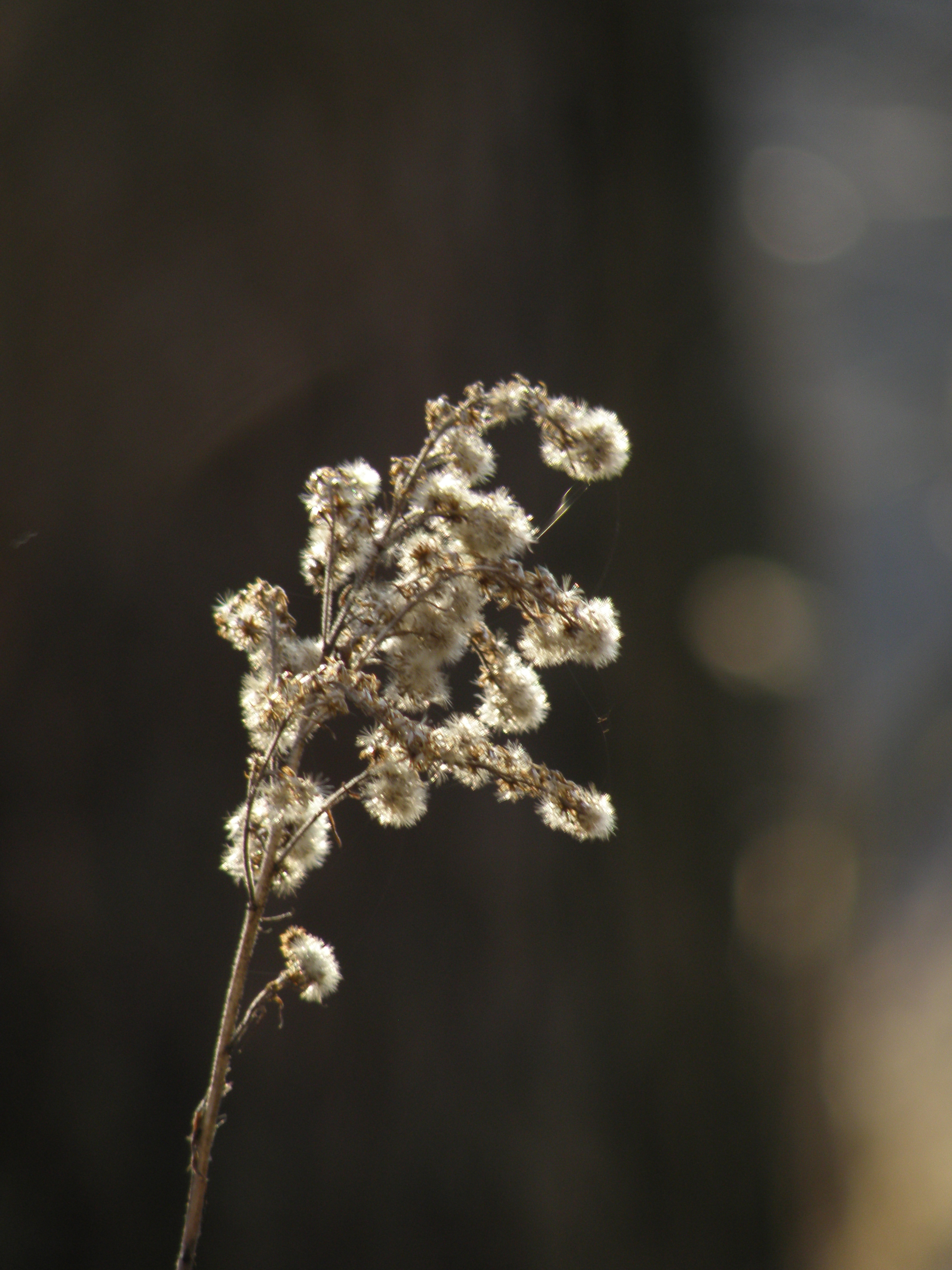 Olympus SP-570UZ: uspěje první 20× ultrazoom v testu?