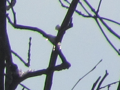 Canon PowerShot SX1 IS vs. SX10 IS: souboj CMOS a CCD