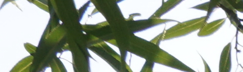 Sony E 55-210mm F4.5-6.3 OSS (SEL55210)