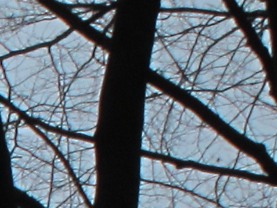 Canon PowerShot G11: géčko, o jakém jsme snili