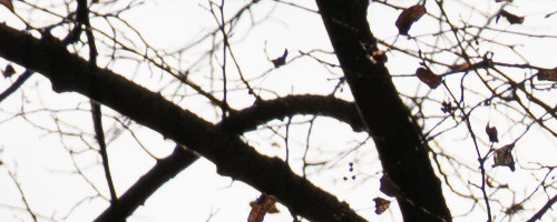 Panasonic Leica DG Vario-Summilux 25-50mm F1.7 ASPH.