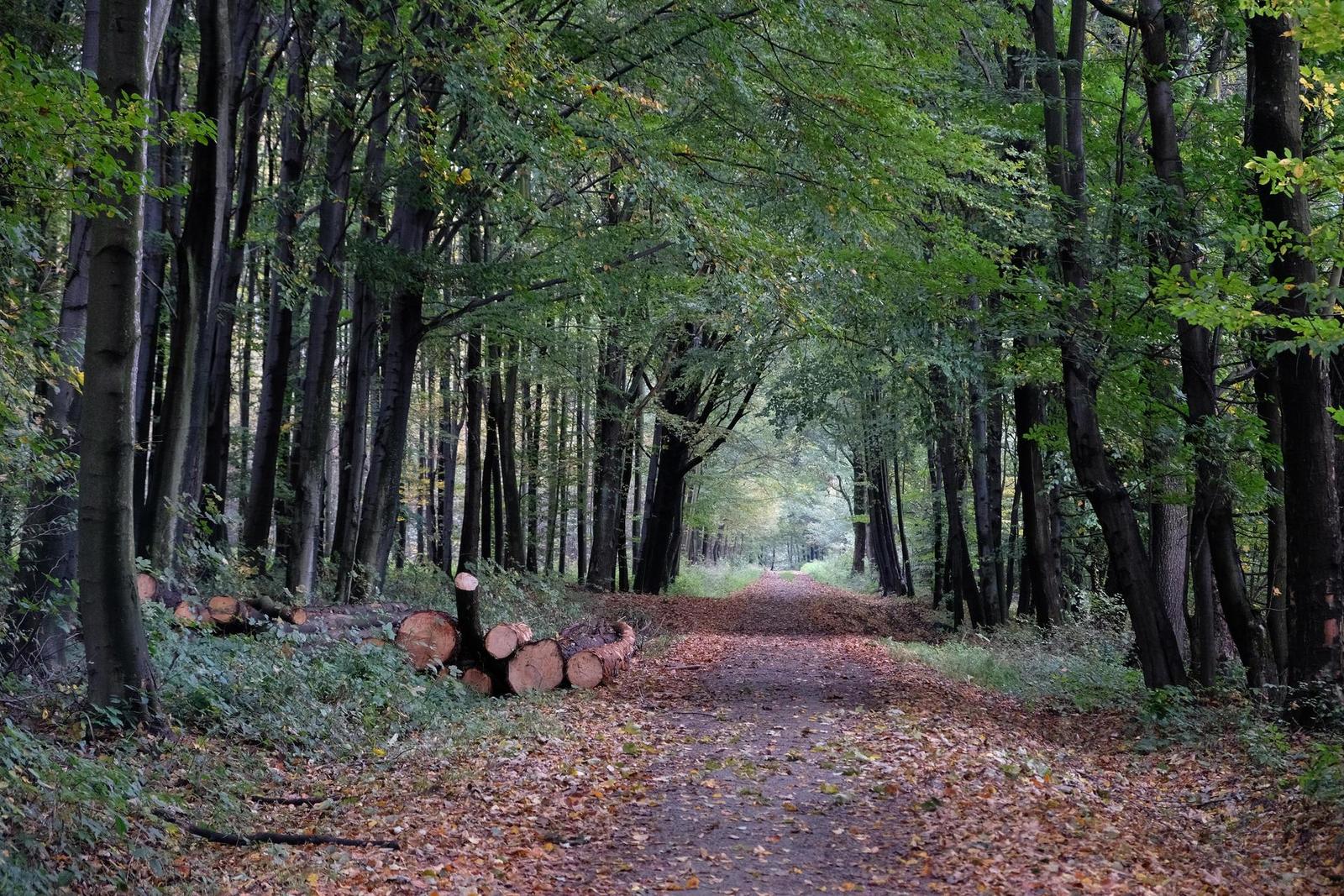 Fujifilm X-T20: zatraceně dobře fotící APS-C