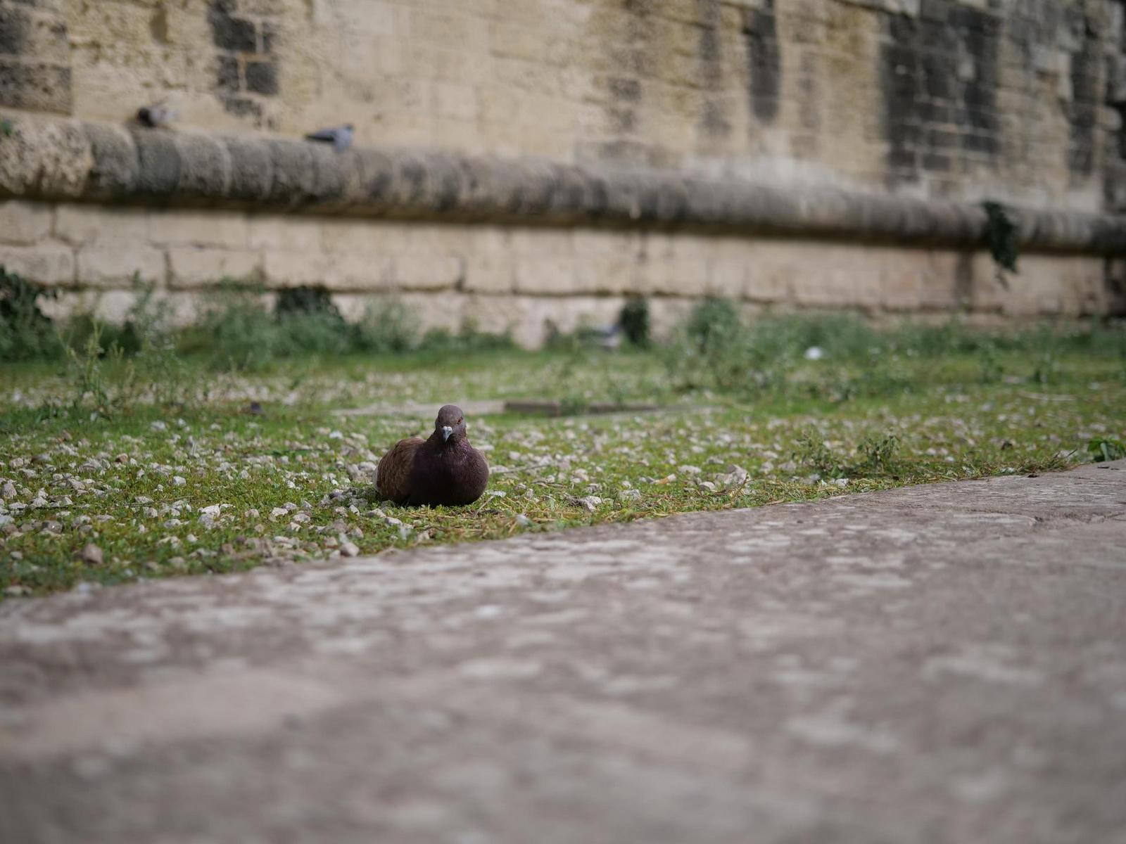 Panasonic Leica DG Vario-Summilux 10-25mm F1.7 ASPH.