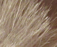 Canon PowerShot SX210 IS: s překvapivou zbraní