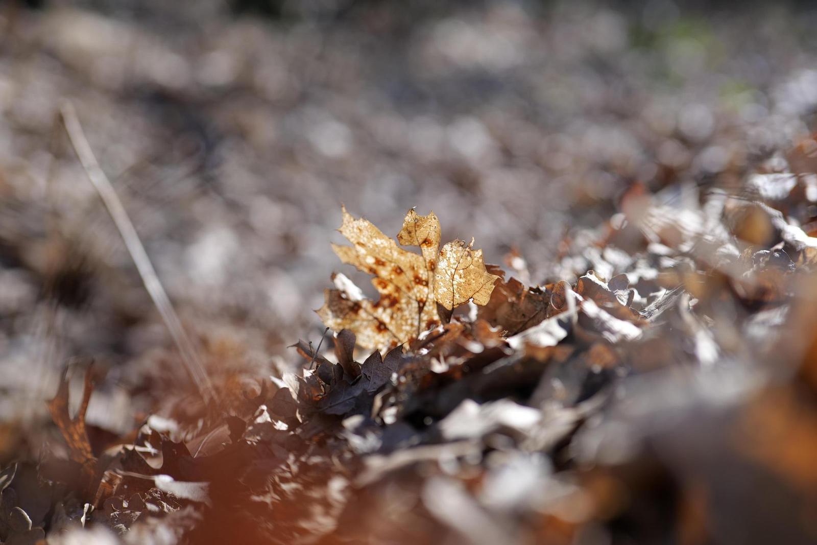 Panasonic Lumix S 50mm F1.8