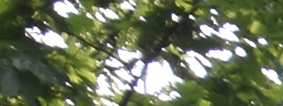 Tamron 16-300mm f/3.5-6.3 Di II VC PZD Macro