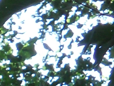 Nikon Coolpix S3000: kapesní trpaslík