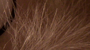 Panasonic Lumix FZ1000: legenda je zpátky