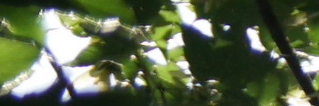 Sony Carl Zeiss Vario-Tessar T* 16-70mm F4 OSS (SEL1670Z)