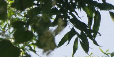 Helios-44M 58mm F2.0 (M42)