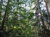 Canon PowerShot S2 IS: dvanáctinásobné oko Canonovo