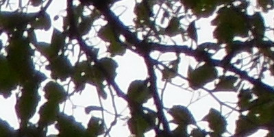 Samsung PL210: levně s grácií