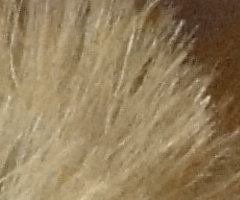 Sony Cyber-shot HX5: pan téměř dokonalý