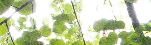 Canon EF 50mm f/1.4 USM