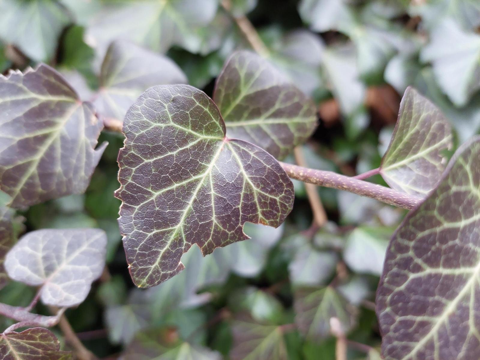 Samsung Galaxy A52s 5G: populární univerzál