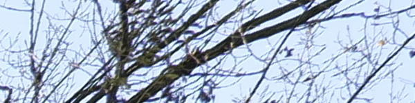 Panasonic Lumix S 18mm F1.8