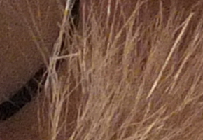 Fujifilm X-S1: jedinečný