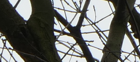 Panasonic Lumix FZ1000: legenda je zpátky