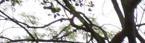 Canon RF 24-105mm f/4 L IS USM