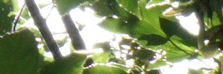 Sony Carl Zeiss Vario-Tessar T* 16-70mm F4 OSS (SEL1670Z)