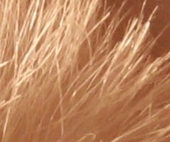 Canon EOS 550D: třídní premiant