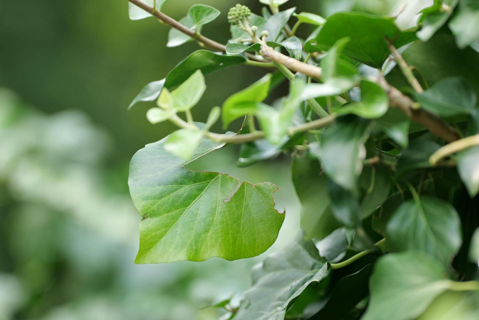 Panasonic Lumix S Pro 70-200mm F4 O.I.S.