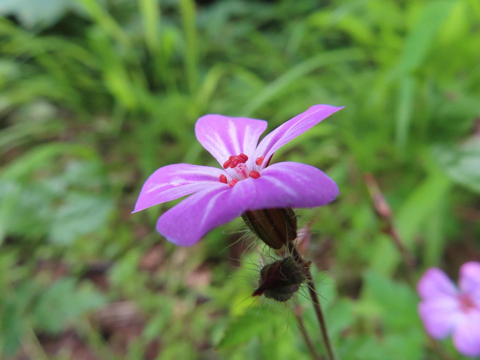 Canon PowerShot SX740 HS: bytelný univerzál