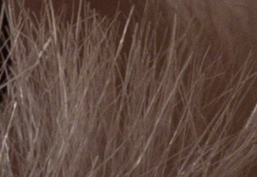 Sony SLT-A77: megapixelový přeborník