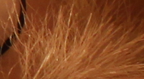 Canon EOS 1200D: vylepšený základ