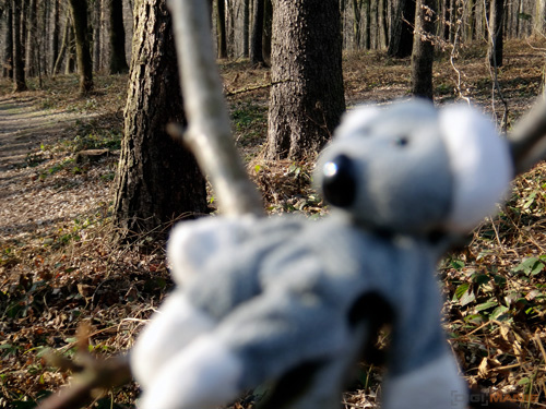 Fotíme s Koalou: Ostření