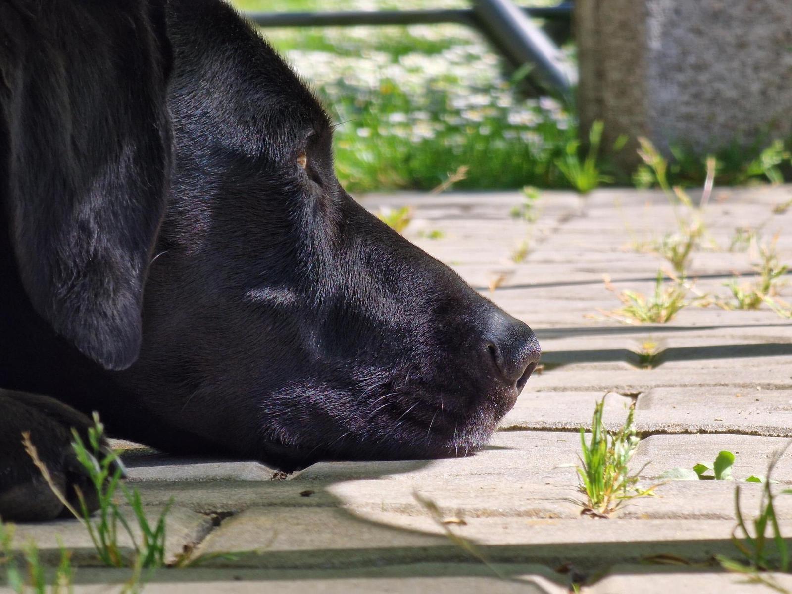 Samsung Galaxy S22 Ultra: pětioký fotografický král?