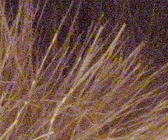 Canon PowerShot G11: géčko, o jakém jsme snili