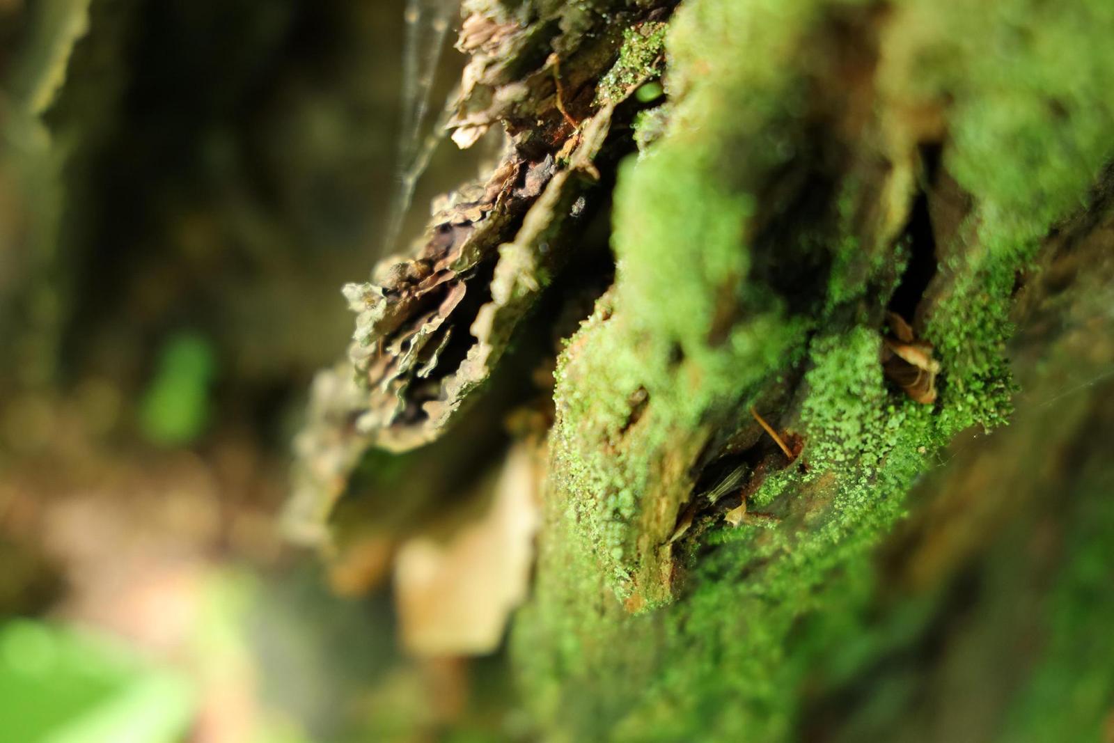 Canon RF 24-105mm f/4 L IS USM