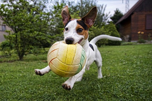 FotoVýzva - 4. kolo Říše zvířat: vyhodnocení