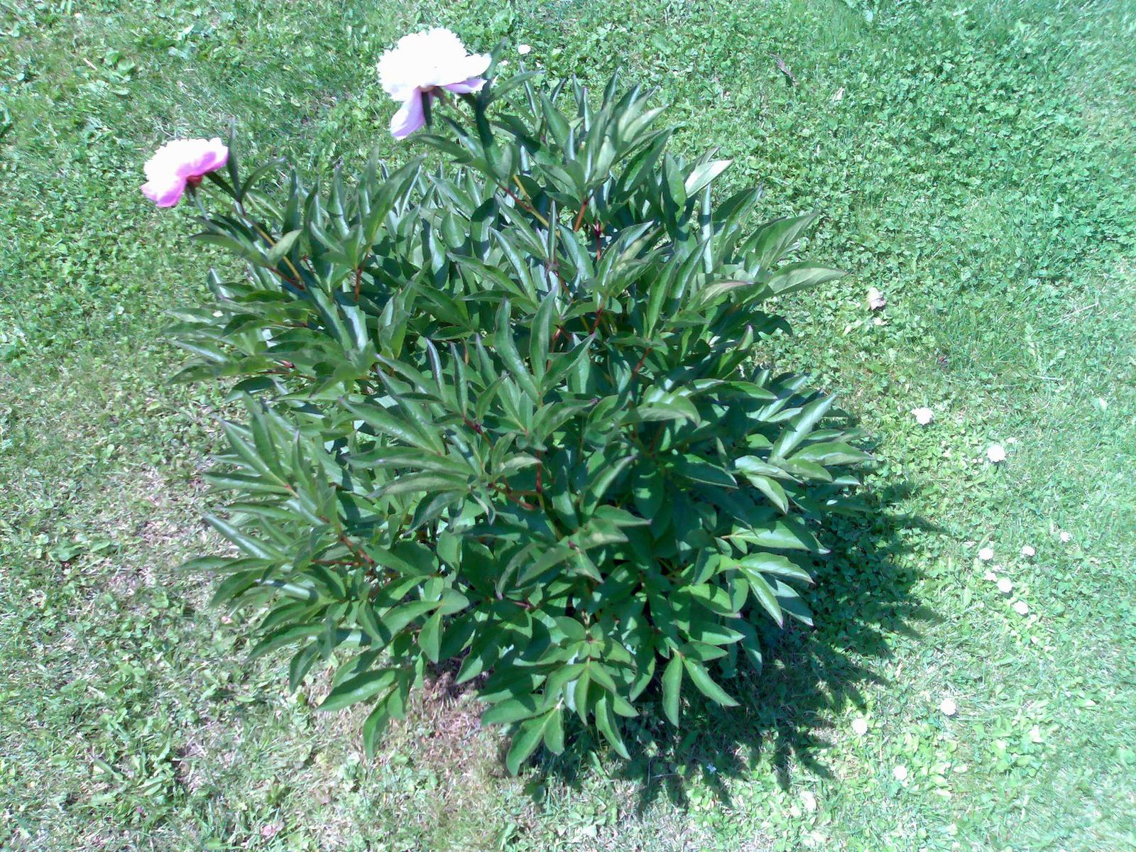 Nokia N80 - jak fotí 3megapixelový fotomobil?