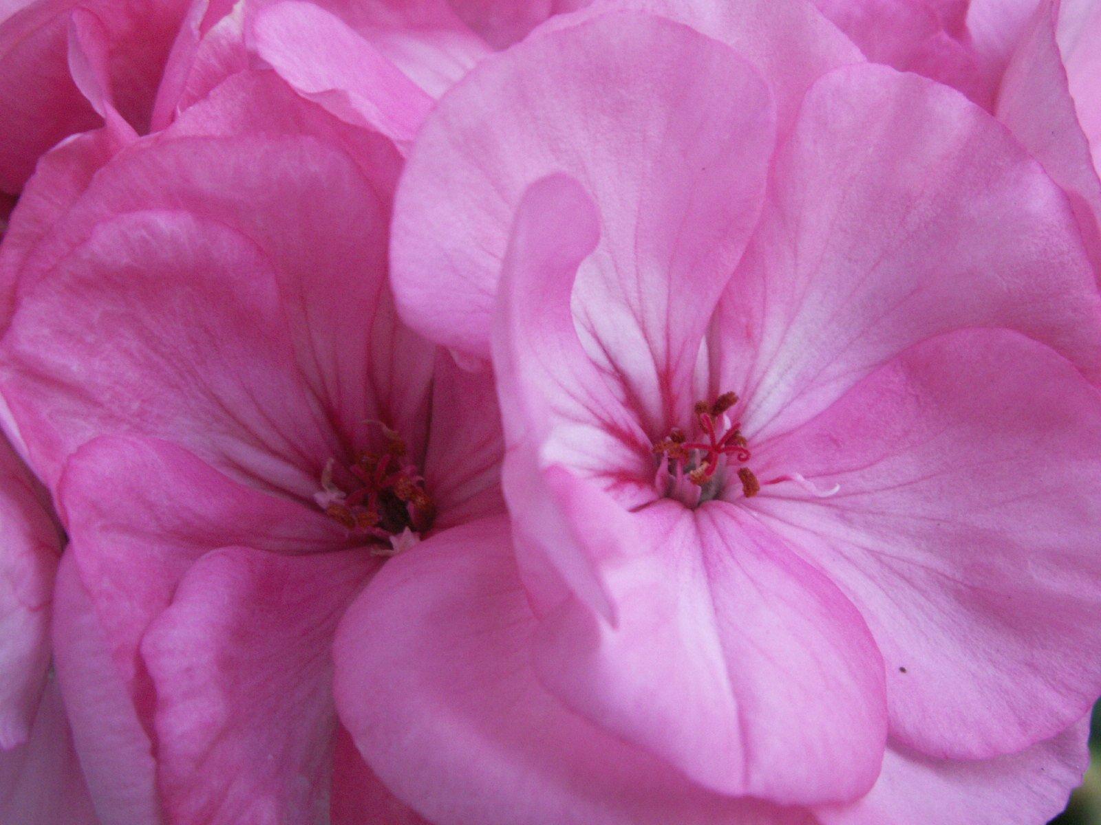 Zetko už se šesti miliony