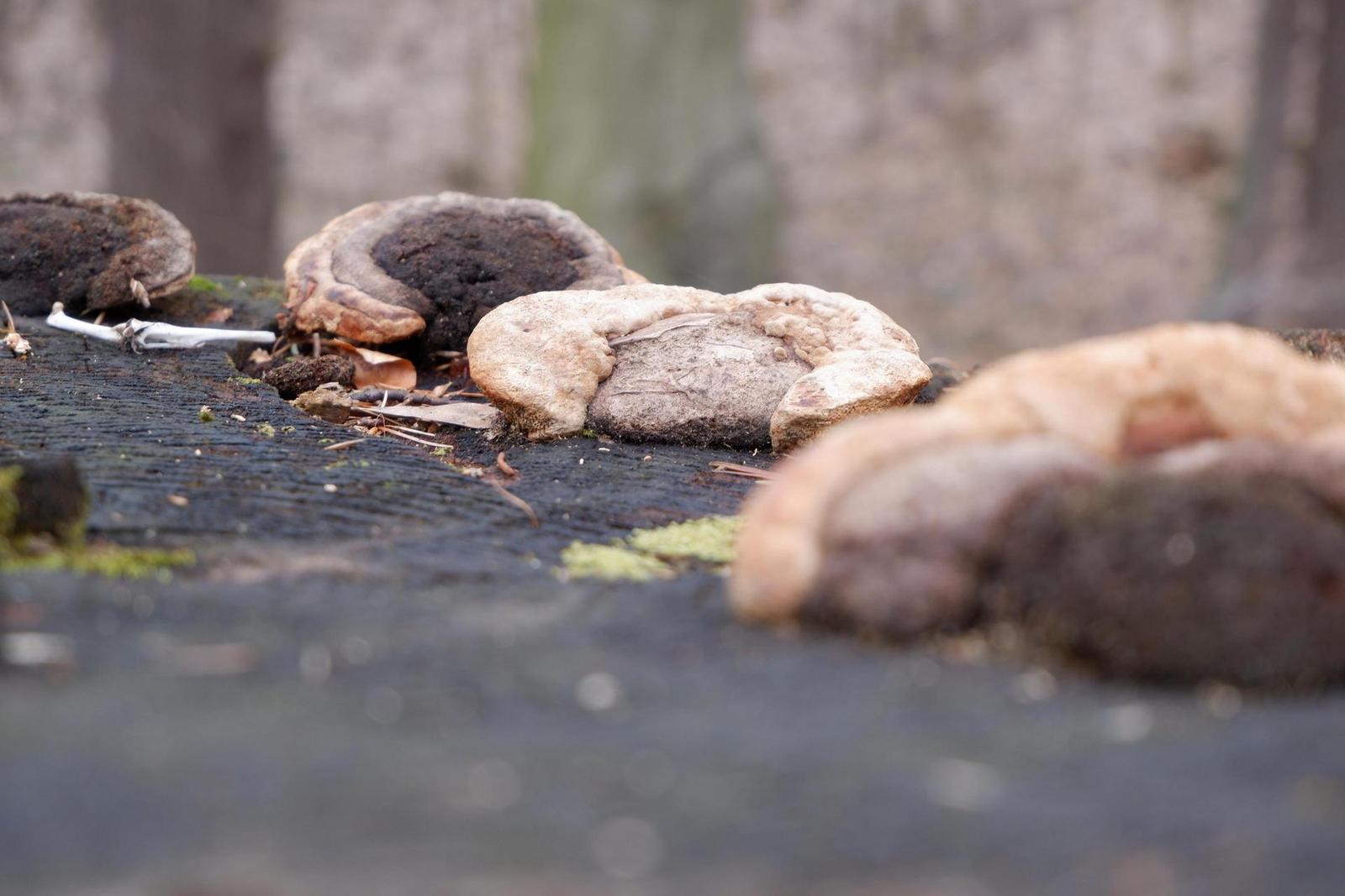 Fujinon XC 15-45mm 1:3.5-5.6 OIS PZ