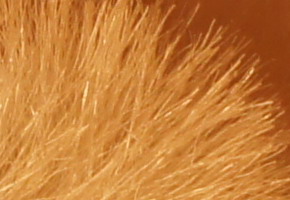 Sony NEX-C3: drobek s velkým srdcem