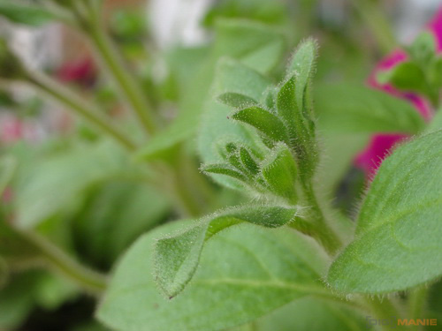 Sony Cyber-shot HX5: pan téměř dokonalý