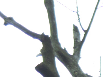 Samsung EX1: příjemné překvapení