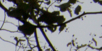 Canon EF-S 18-55mm F3,5-5,6 IS STM