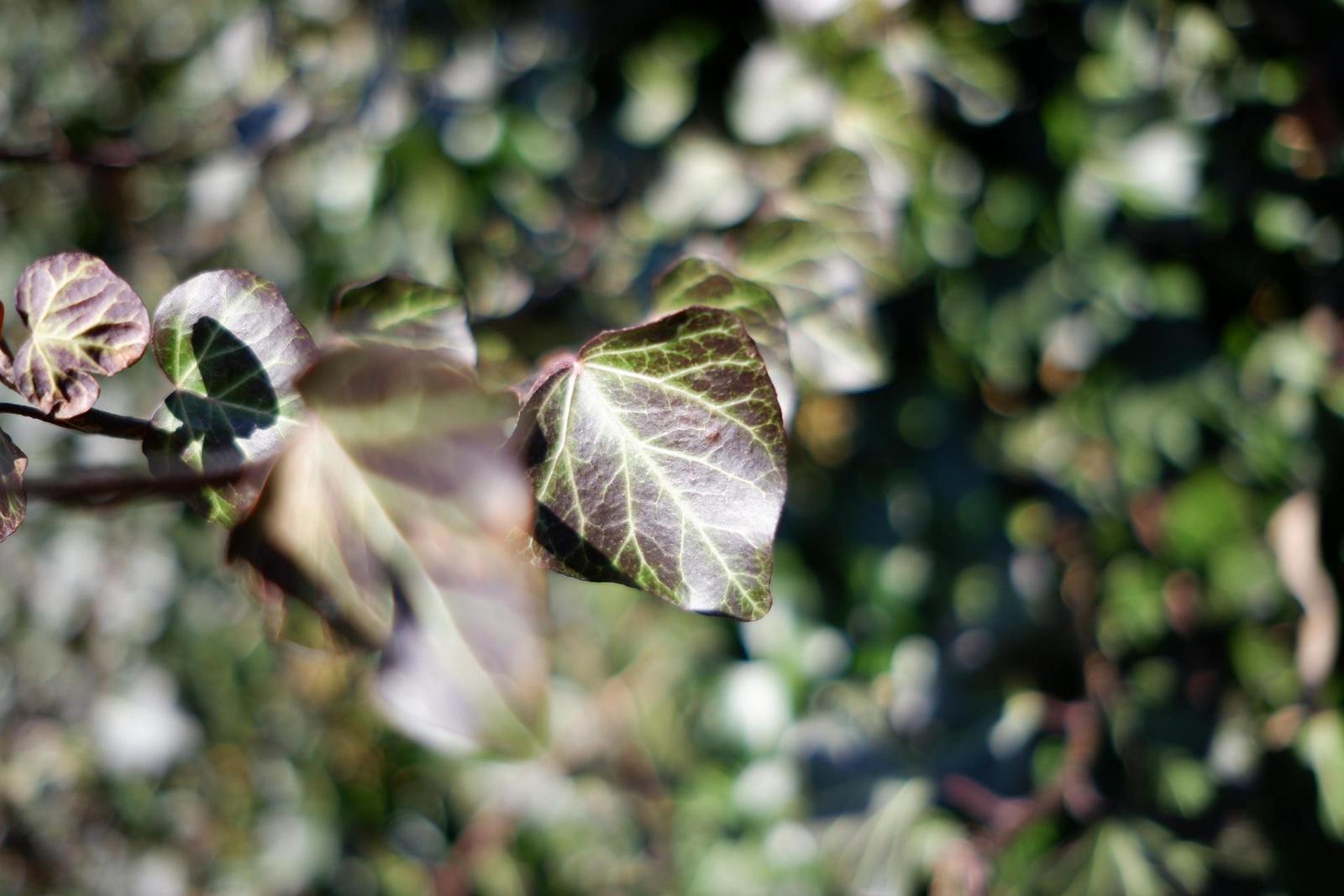 Fujinon XF 23mm F2 R WR