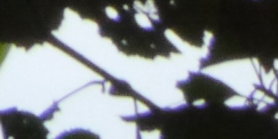 Panasonic Lumix G Vario 100-300mm F4-5,6