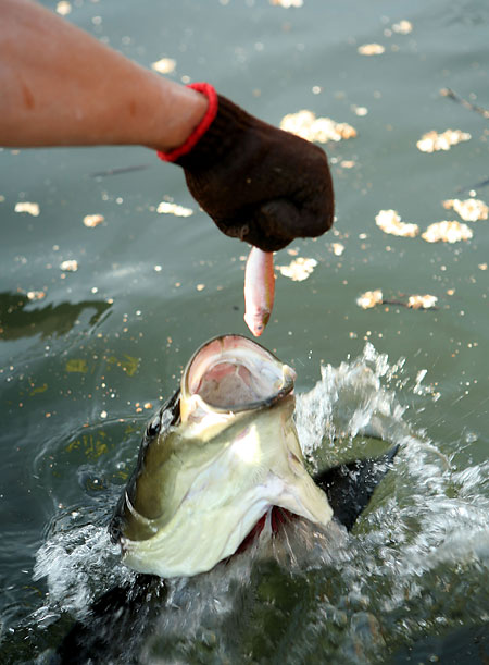 S fotoaparátem po Thajsku: II.